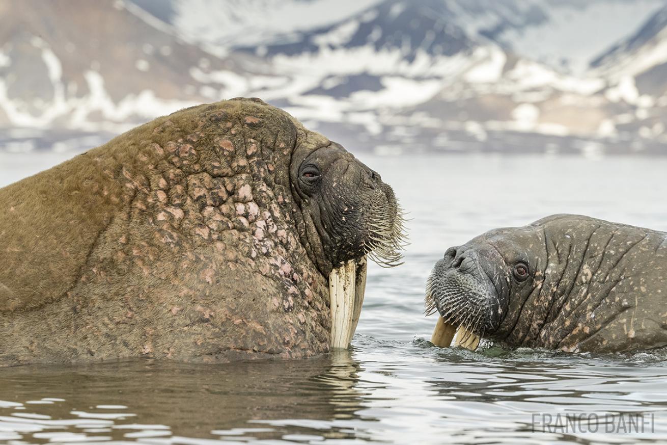 walrus facts