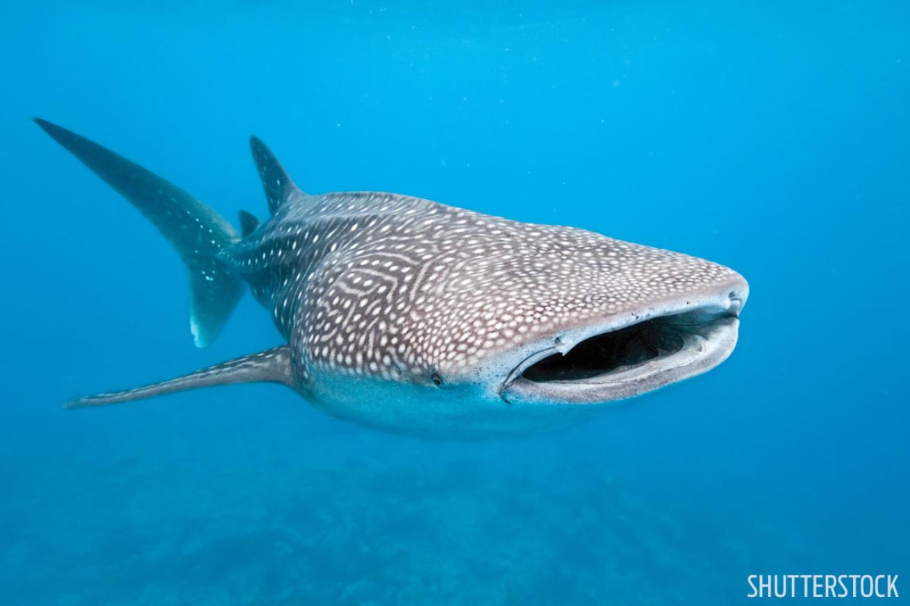 Whale Shark Djibouti