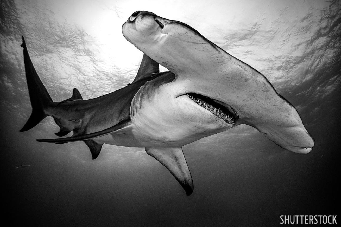 scuba diving great hammerheads bimini