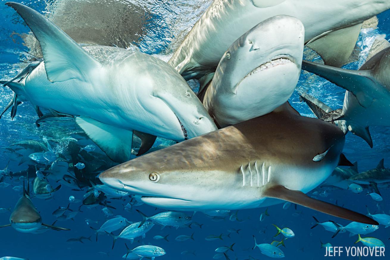 bahamas shark diving