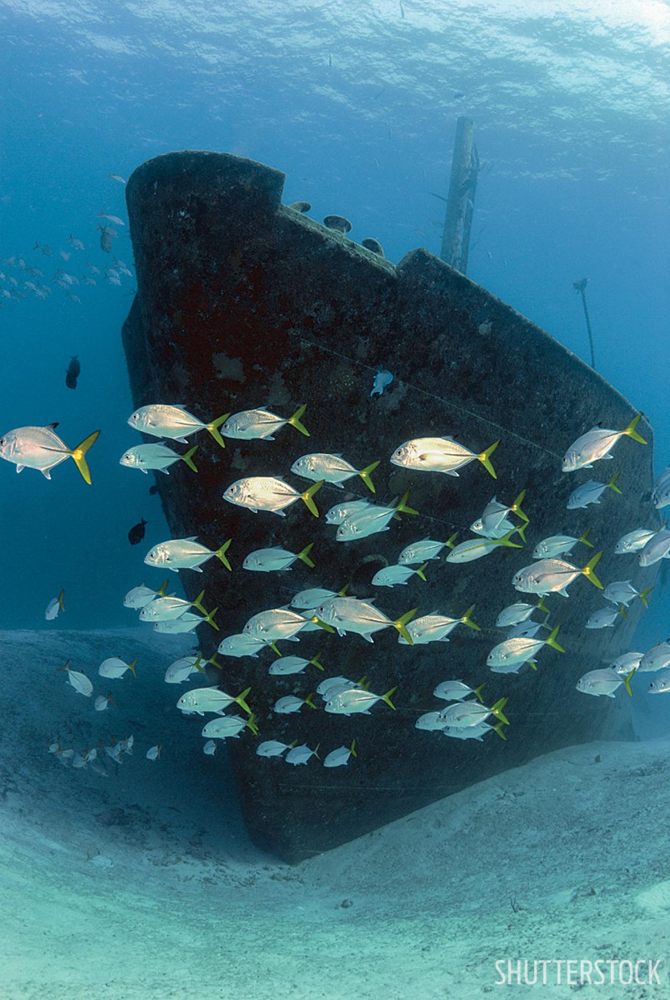 scuba diving wrecks bahamas