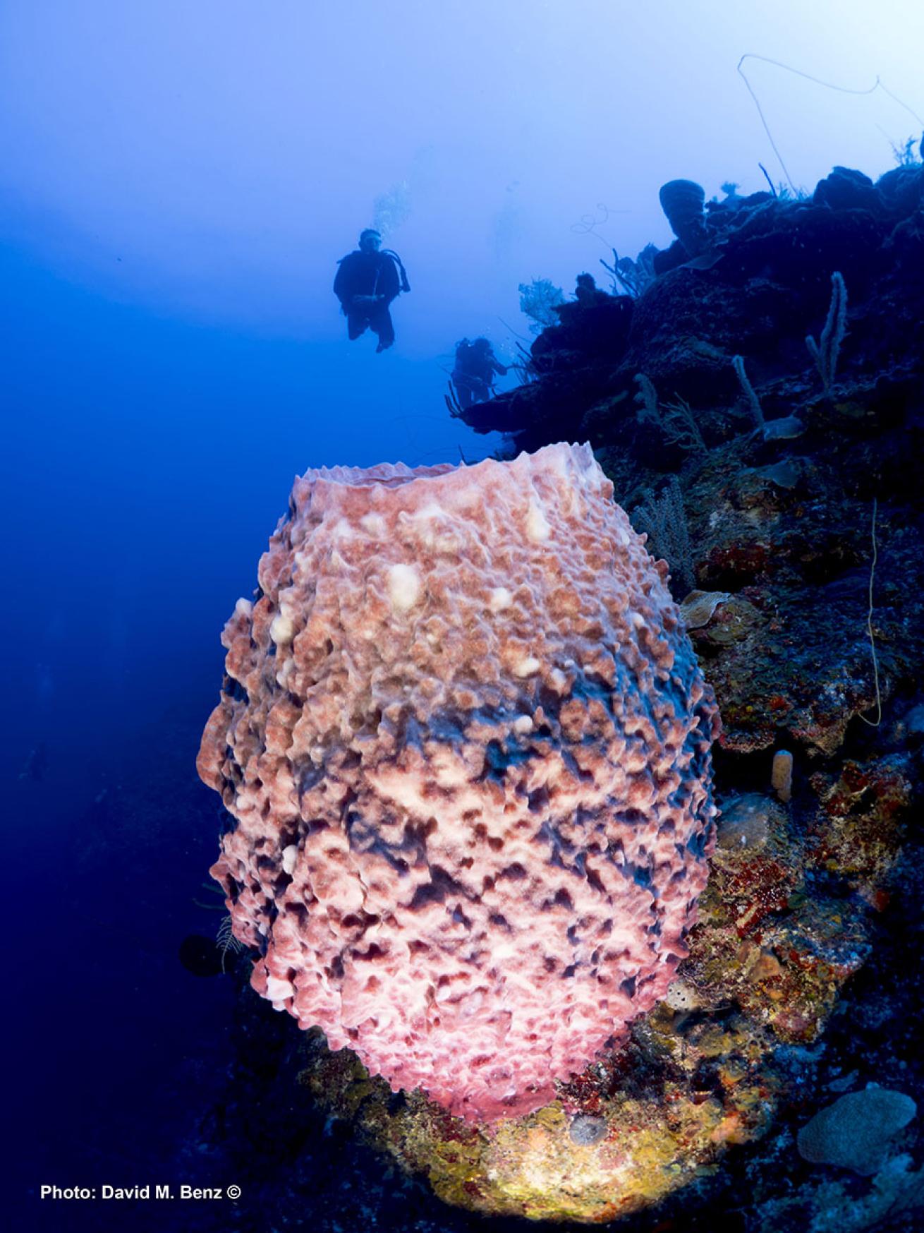 cuba isle of youth scuba diving