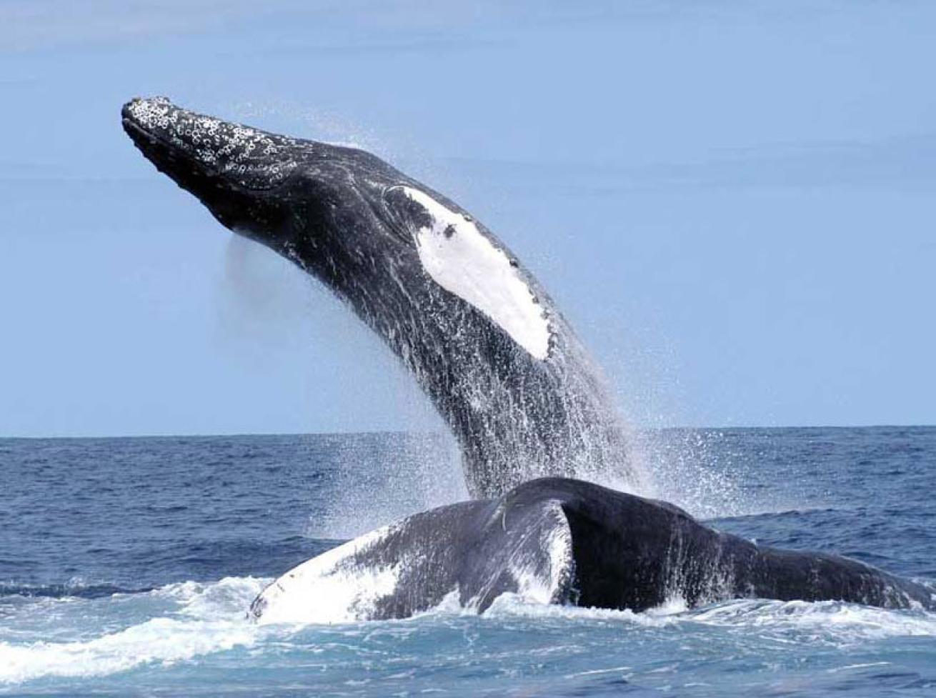 humpback whale slapping