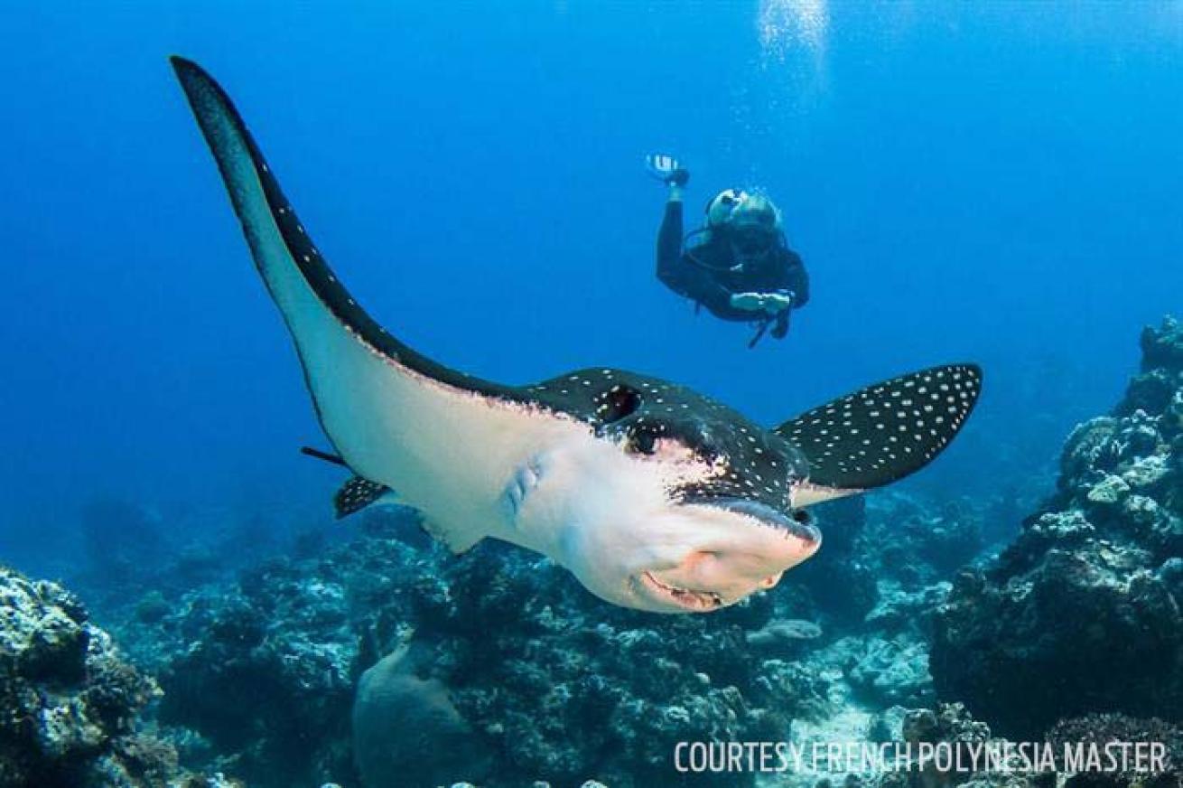 French Polynesia Master scuba diving liveaboard eagle ray