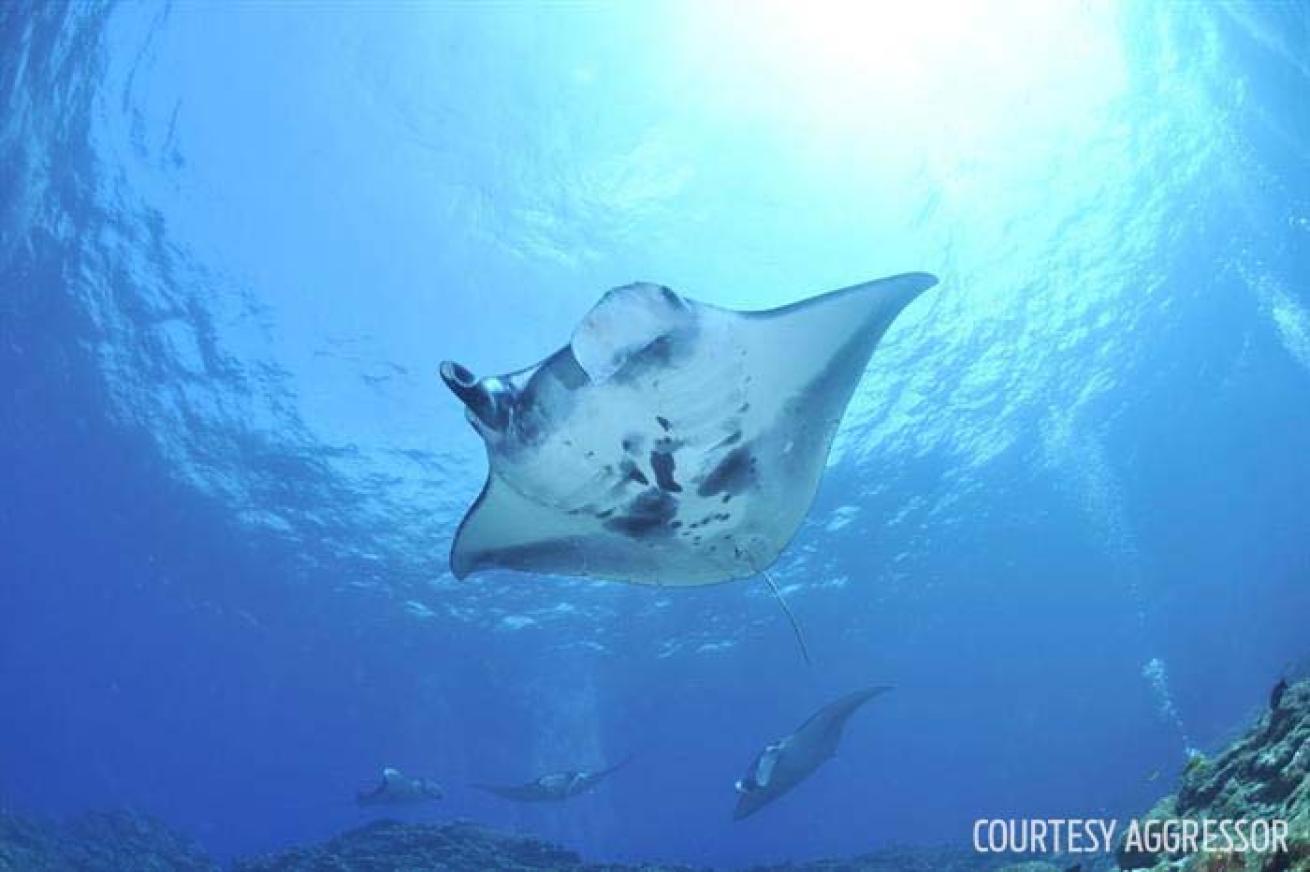 Manta ray Oman Aggressor scuba diving liveaboard