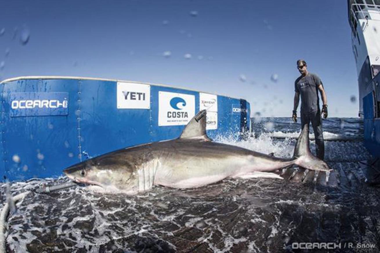 OCEARCH tagging great white shark Hilton