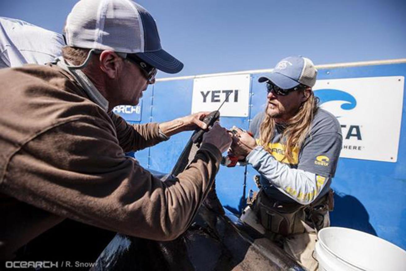 OCEARCH attaching a satellite tag