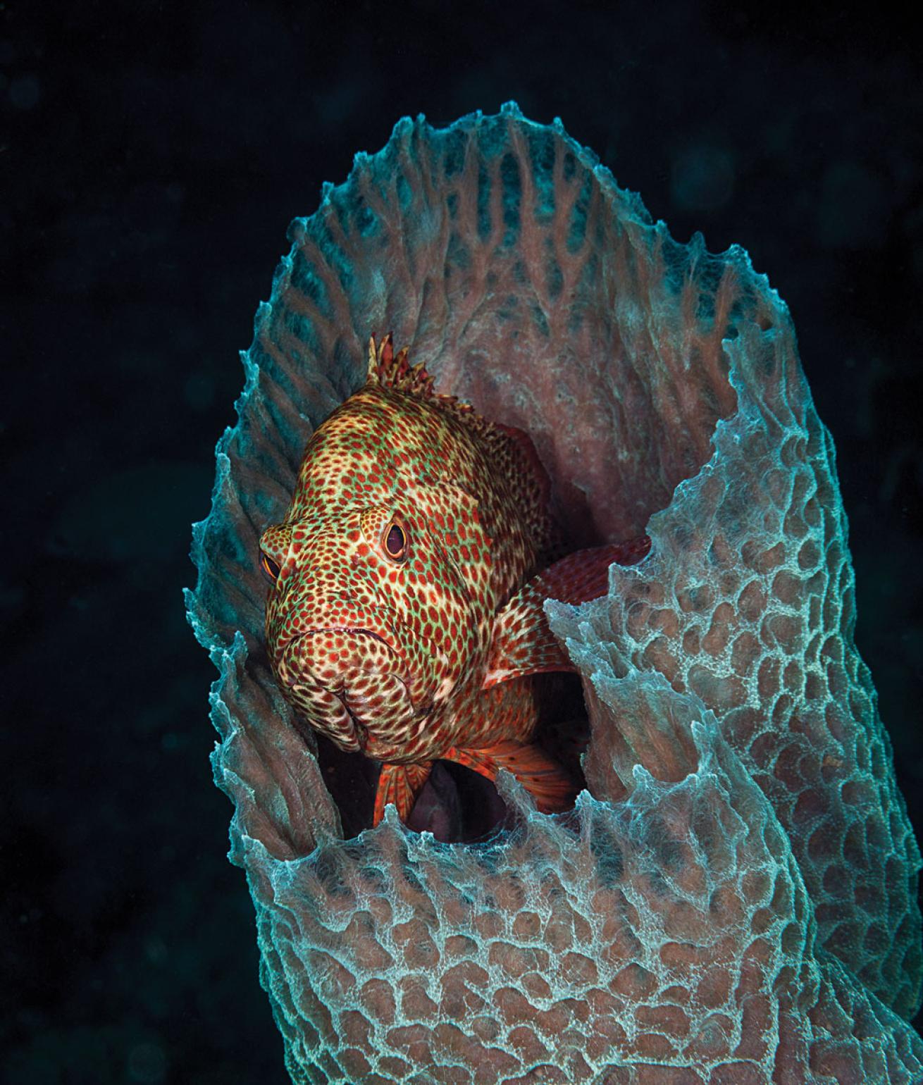 Coral Grouper Bonaire 