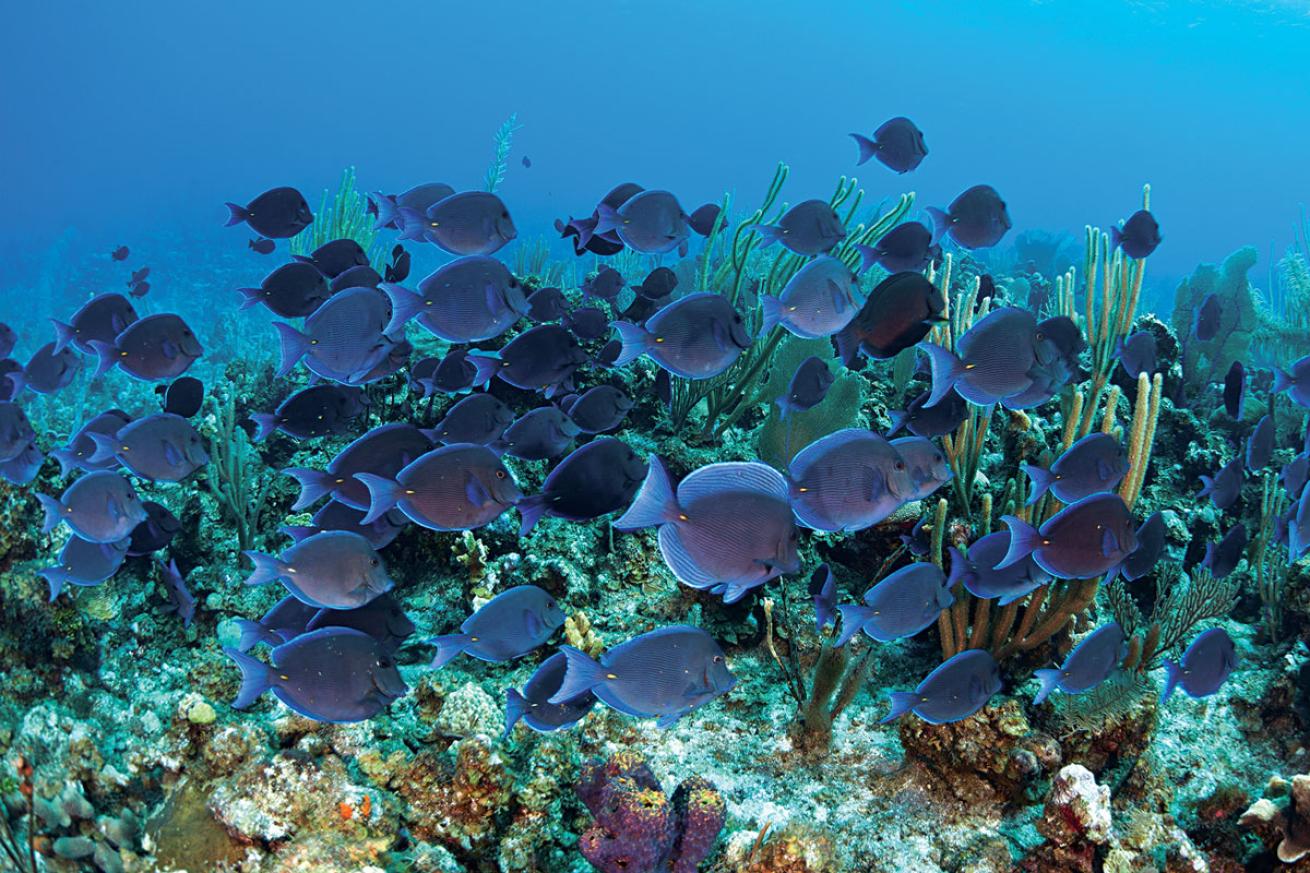 Reef Fish Cayman Islands