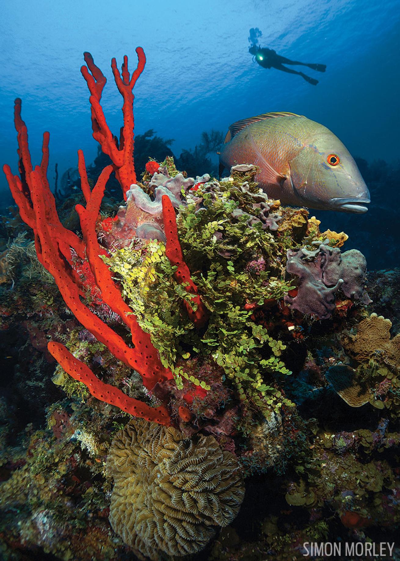 Cayman Islands Scuba Diving