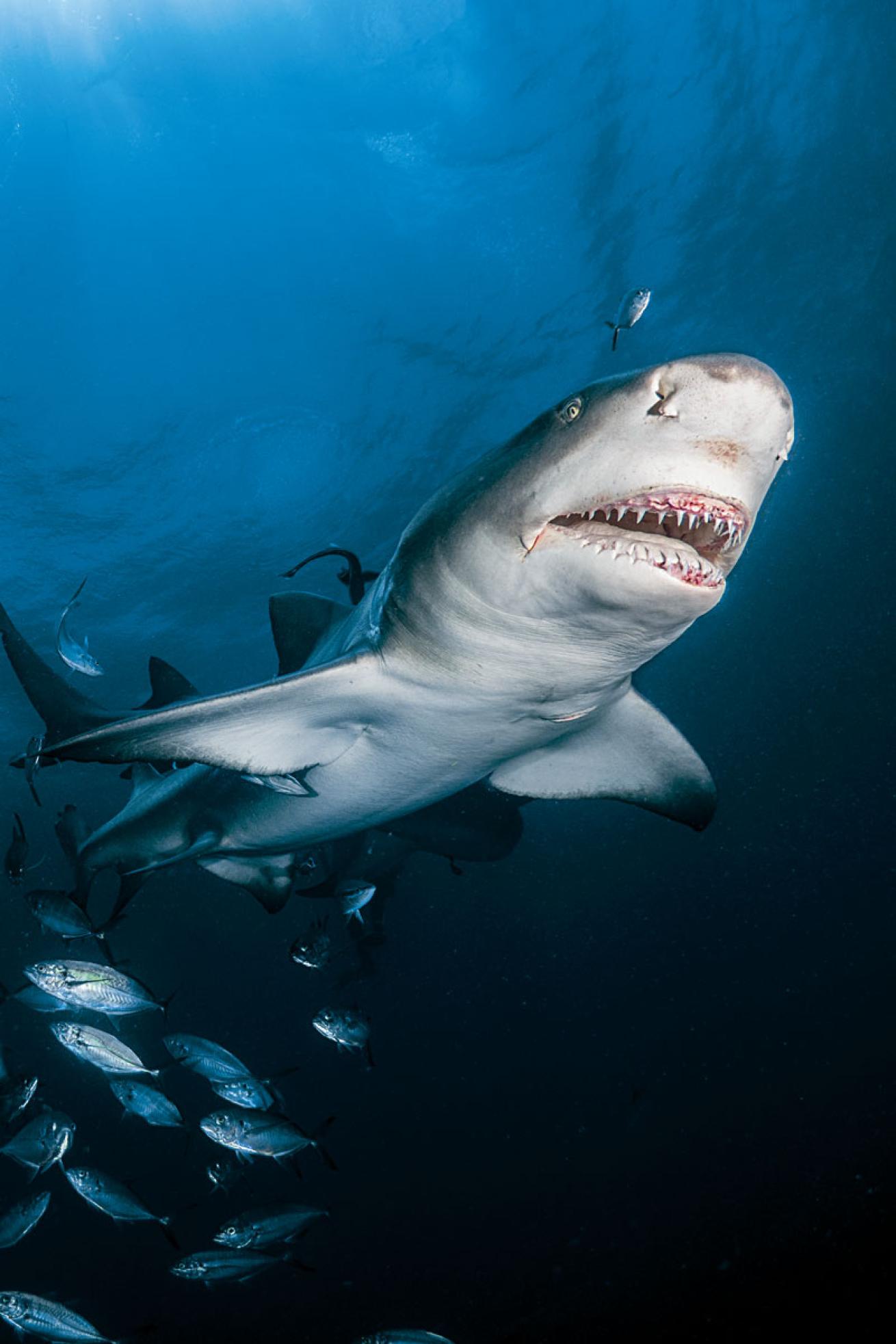 Florida Keys Shark