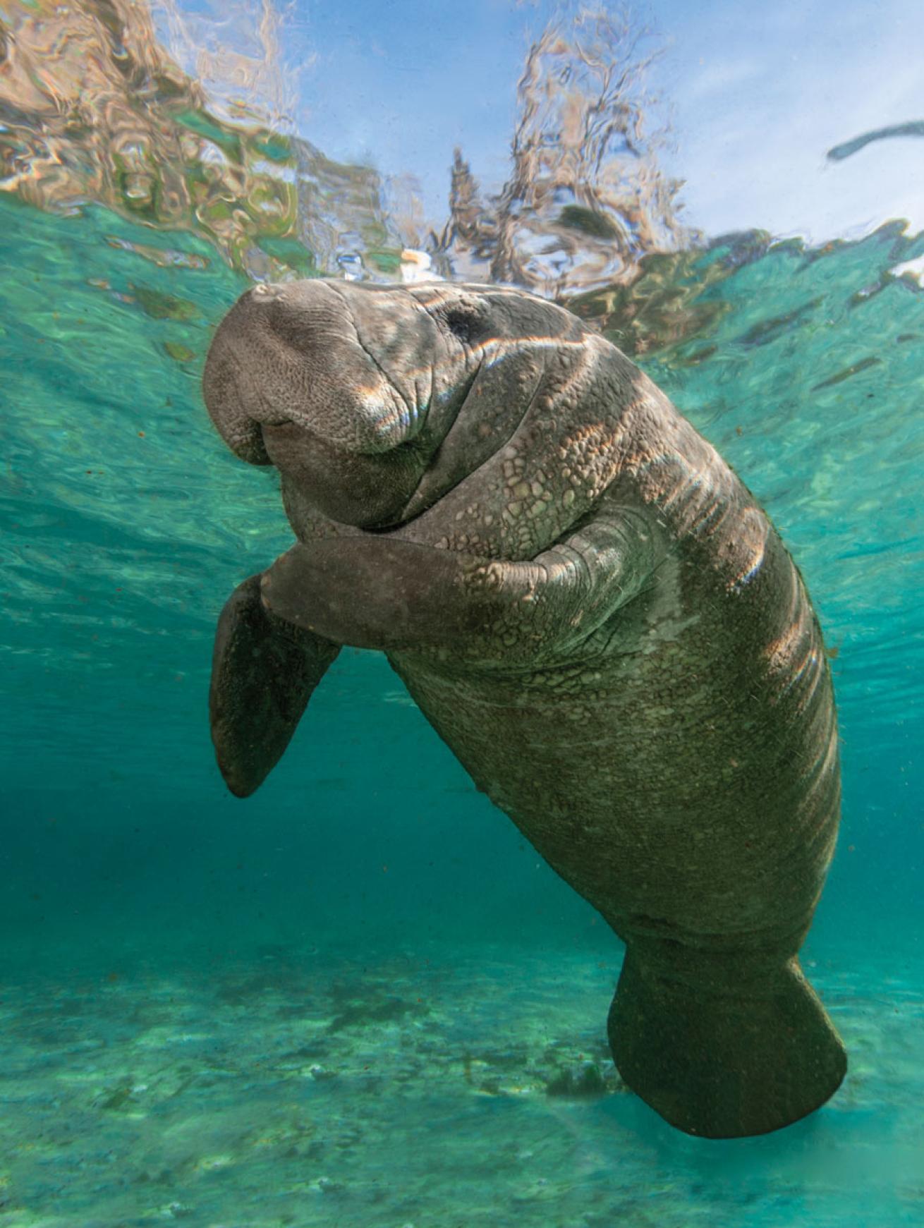 Manatee Florida Freshwater Spring