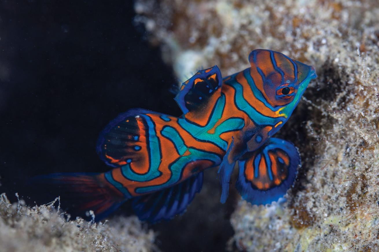 Mandarinfish Palau