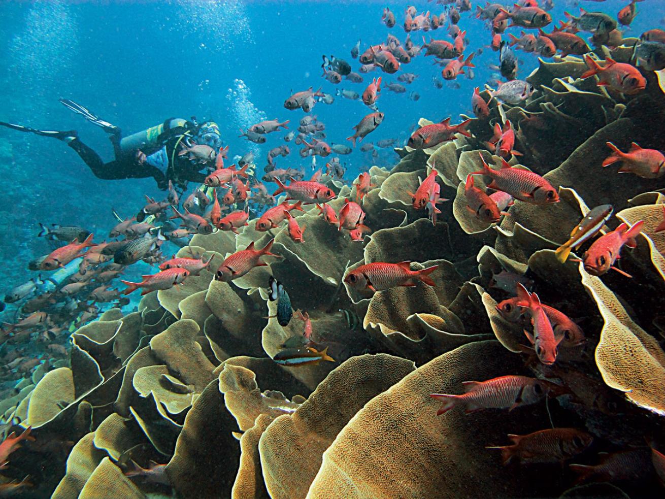 Palau Coral Reef Scuba Diving 