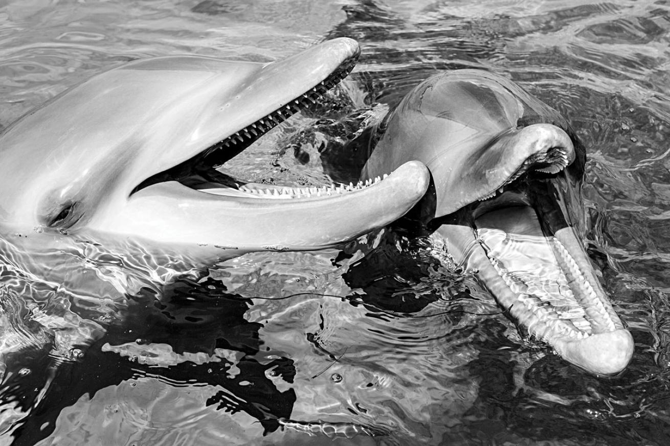 Dolphins Roatan Anthonys Key Resort