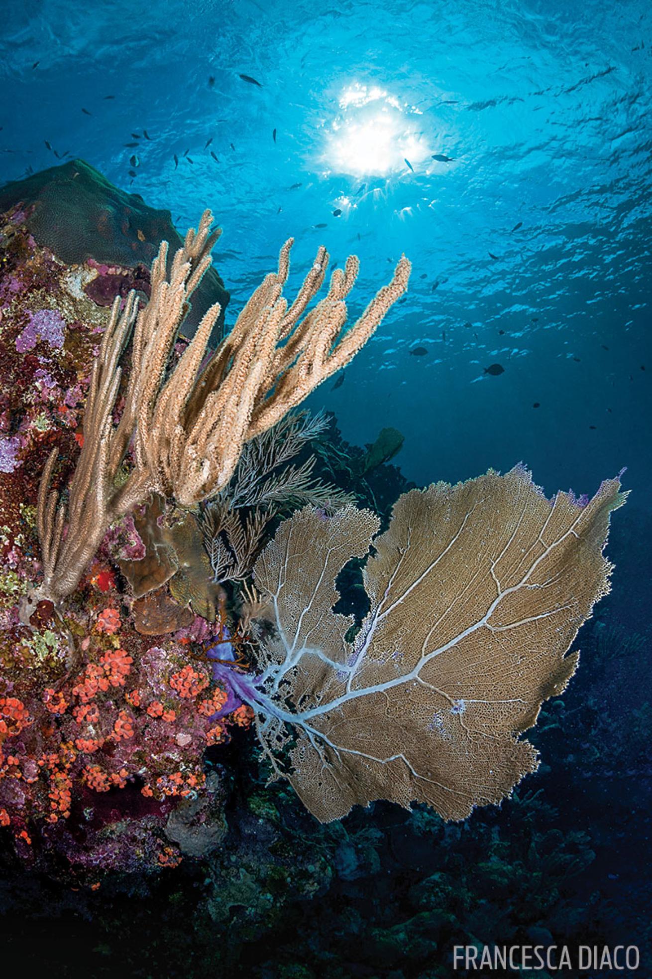 Wall Diving Roatan 