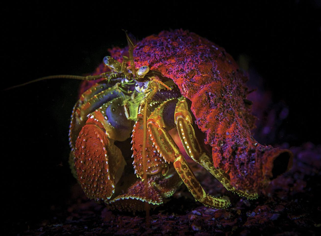 macro crab underwater British Columbia 
