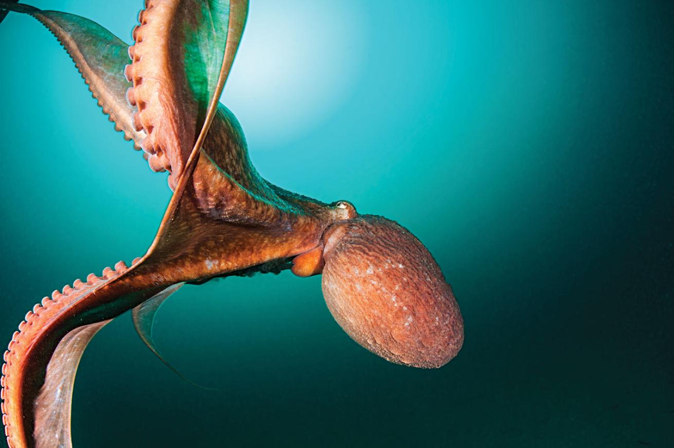 british columbia octopus
