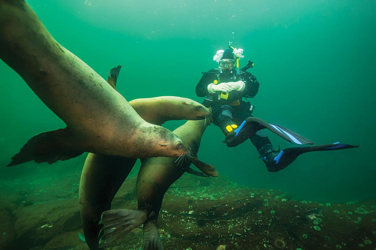 scuba diving with sea lions British Columbia