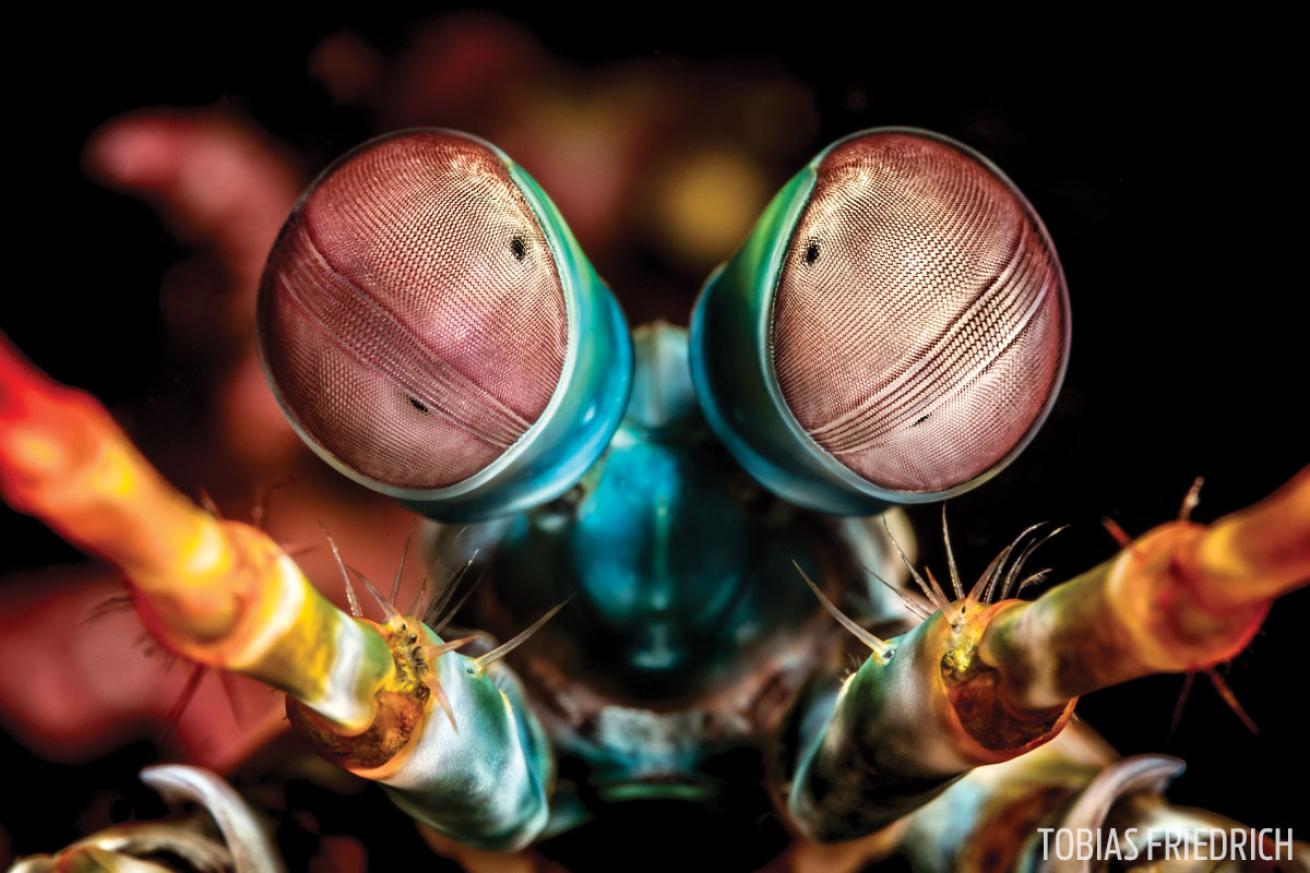macro diving Indonesia