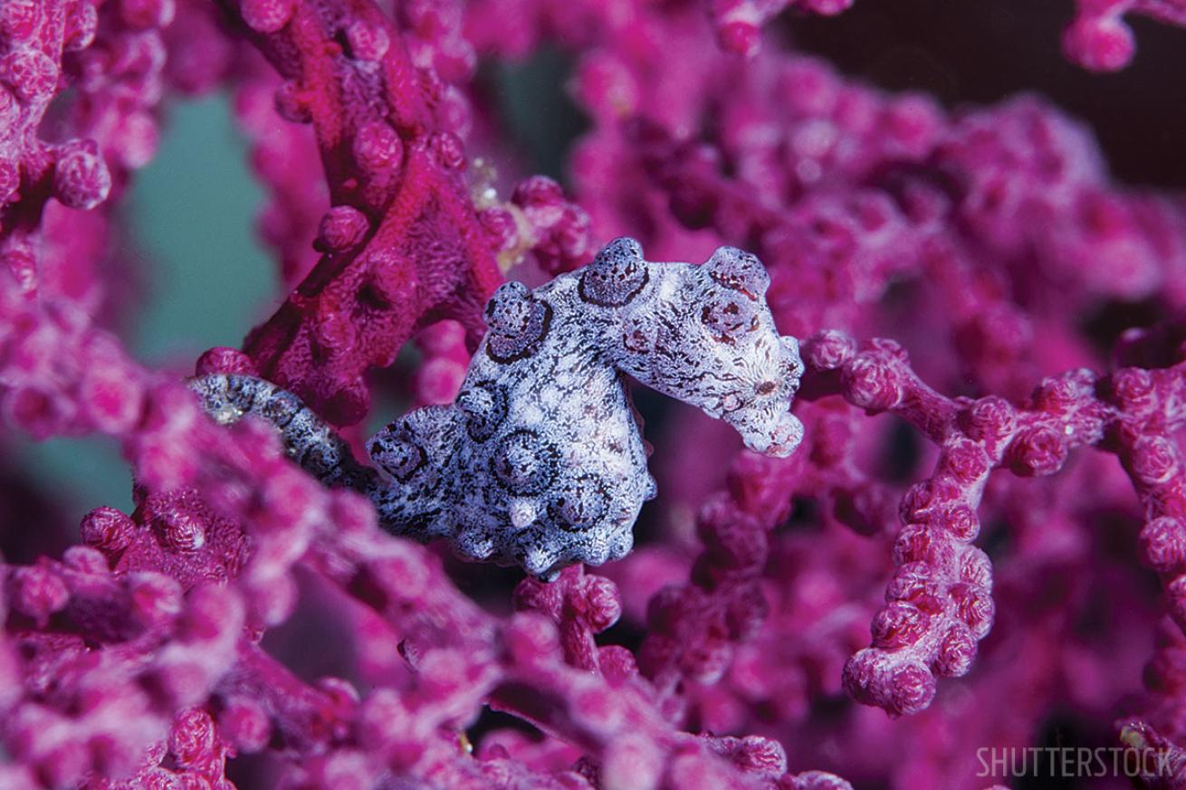 Pygmy Seahorse Indonesia 