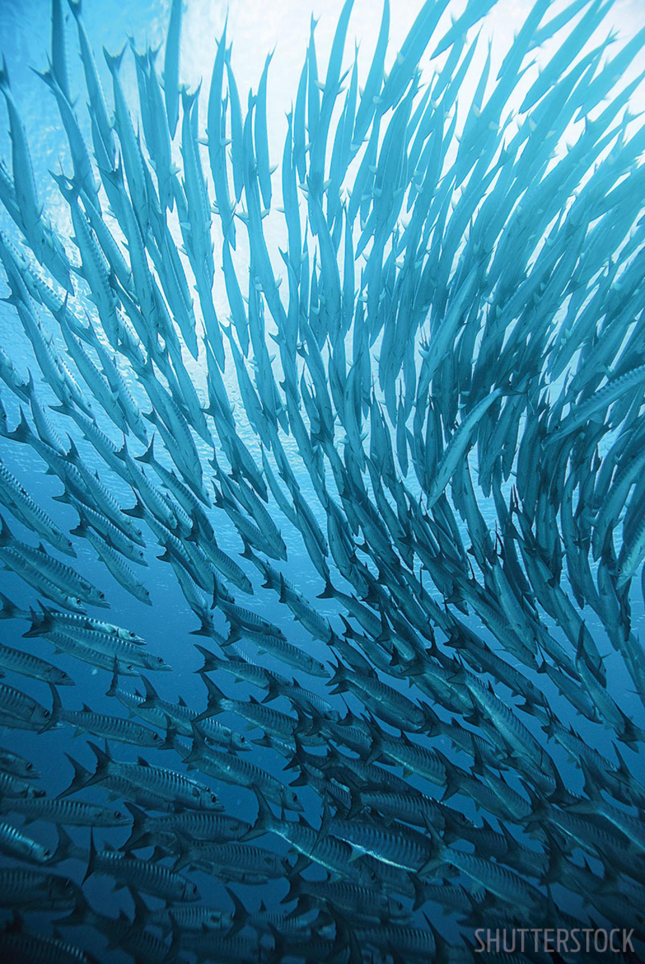 Schooling Barracuda Underwater Indonesia 