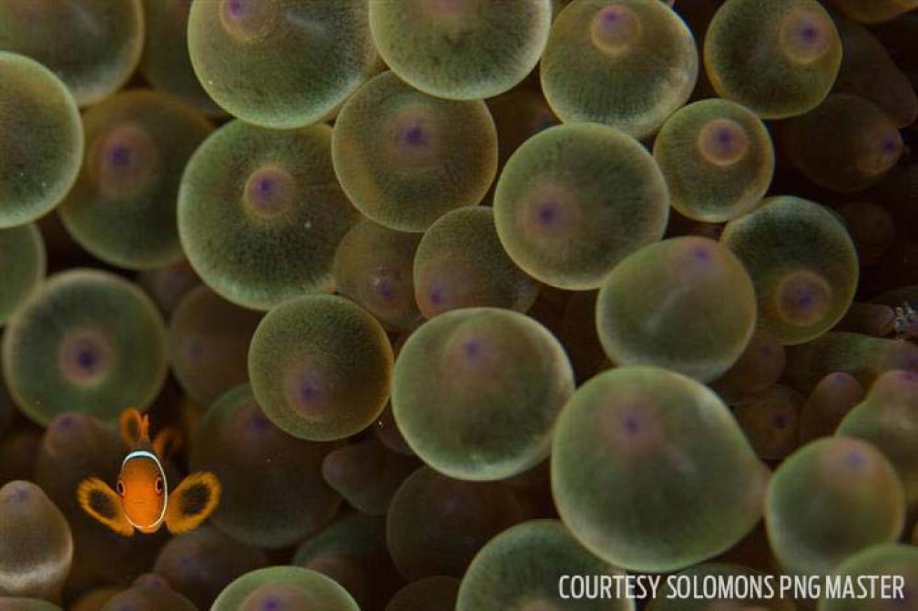 Clownfish anemone fish Solomon Papua New Guinea PNG