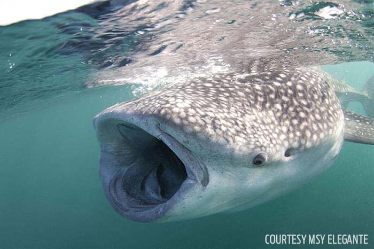 Whale shark Djibouti MSY Elegante liveaboard