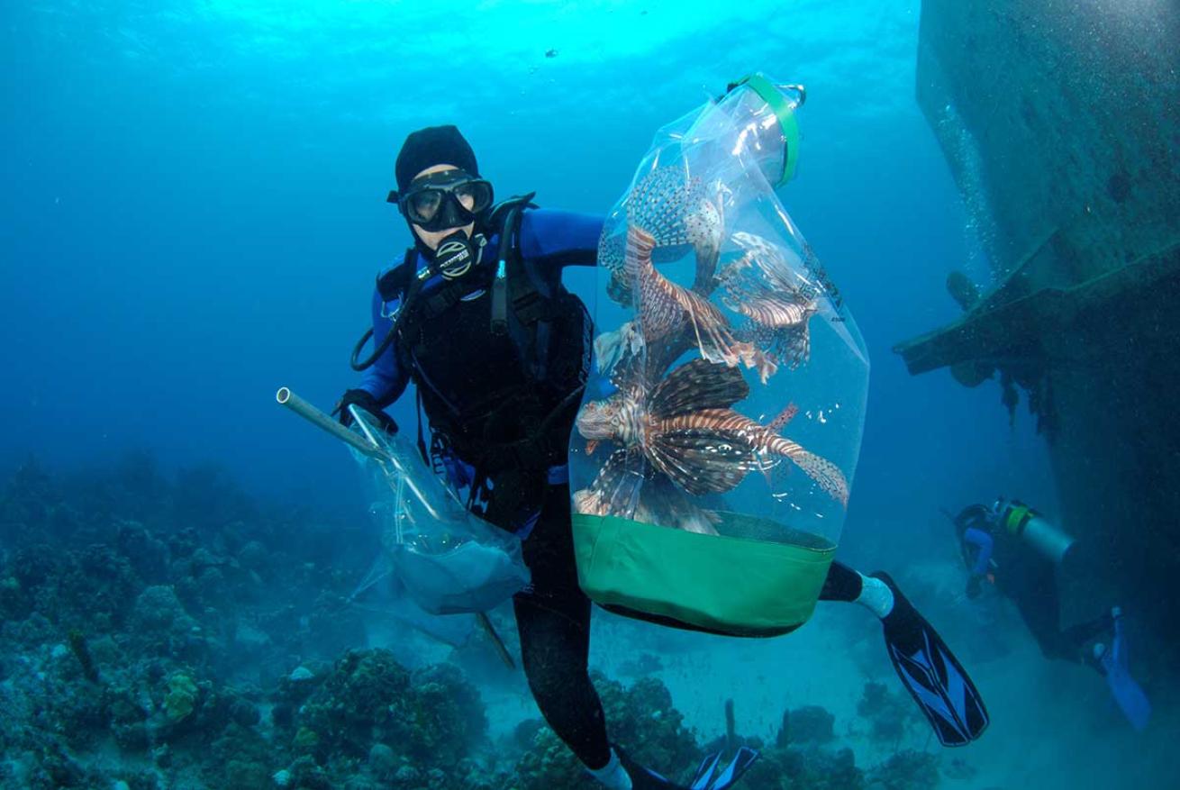 lionfish removal