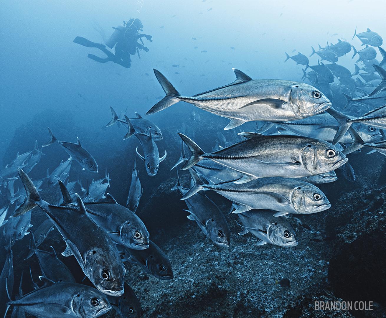 Bigeye jacks Galapagos