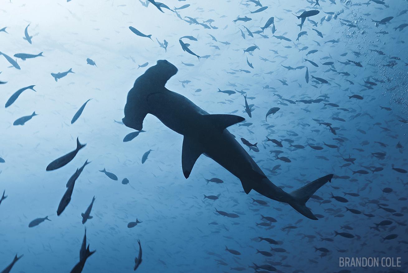 Hammerhead Galapagos