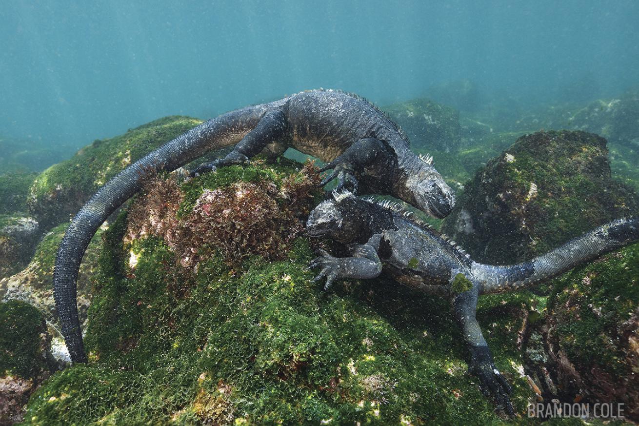 Marine iguanas underwater Galapagos Islands