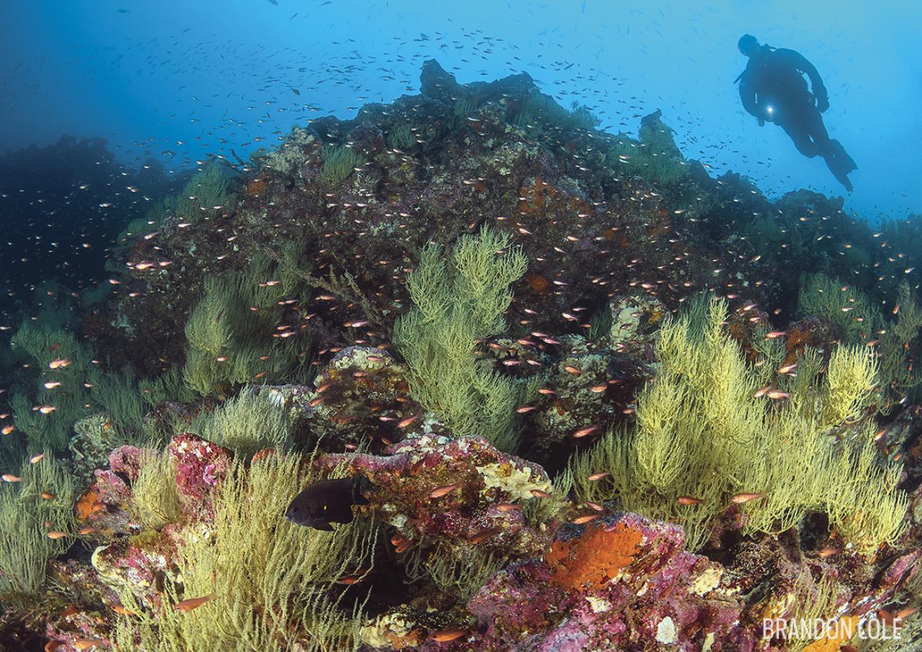 black coral Galapagos Islands