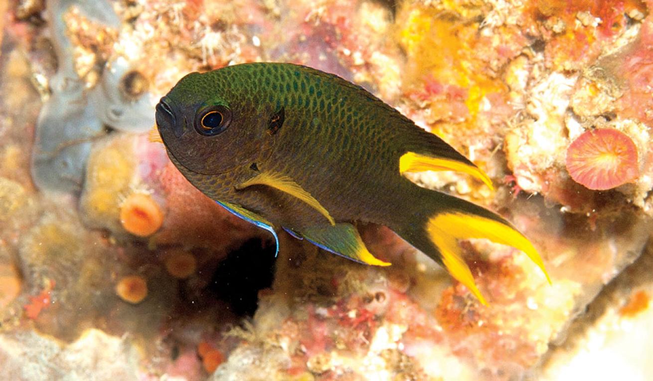 Damselfish