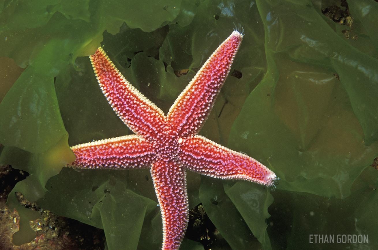 starfish Massachusetts