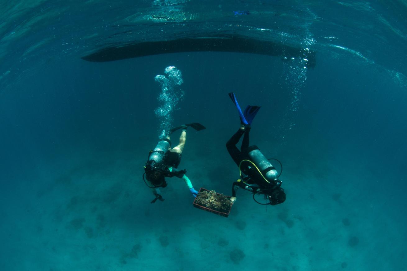 Seychelles Scuba Divers 
