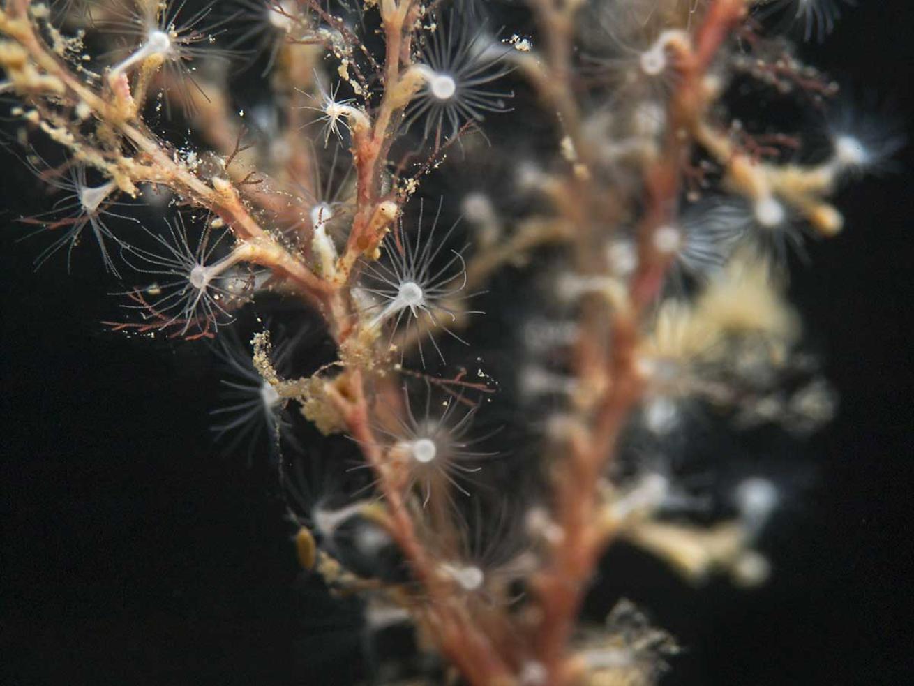 hydroid stinging