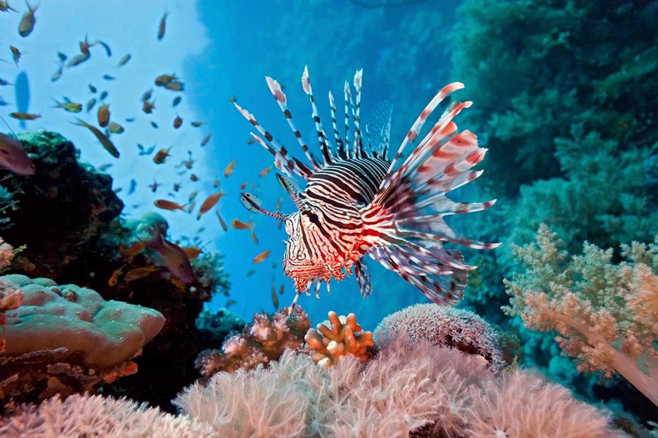 lionfish sting