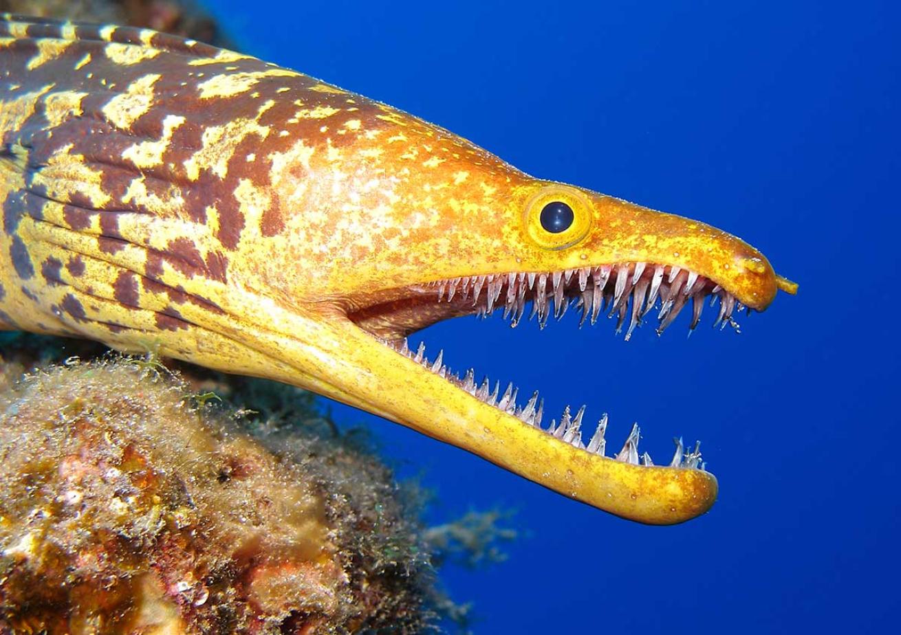 moray eel teeth