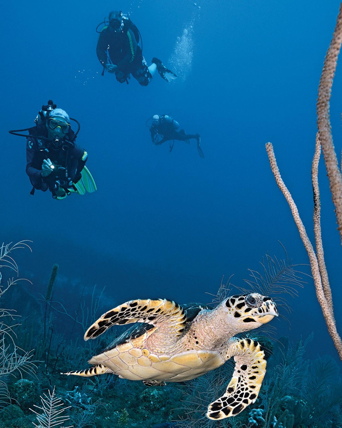 sea turtle grand cayman