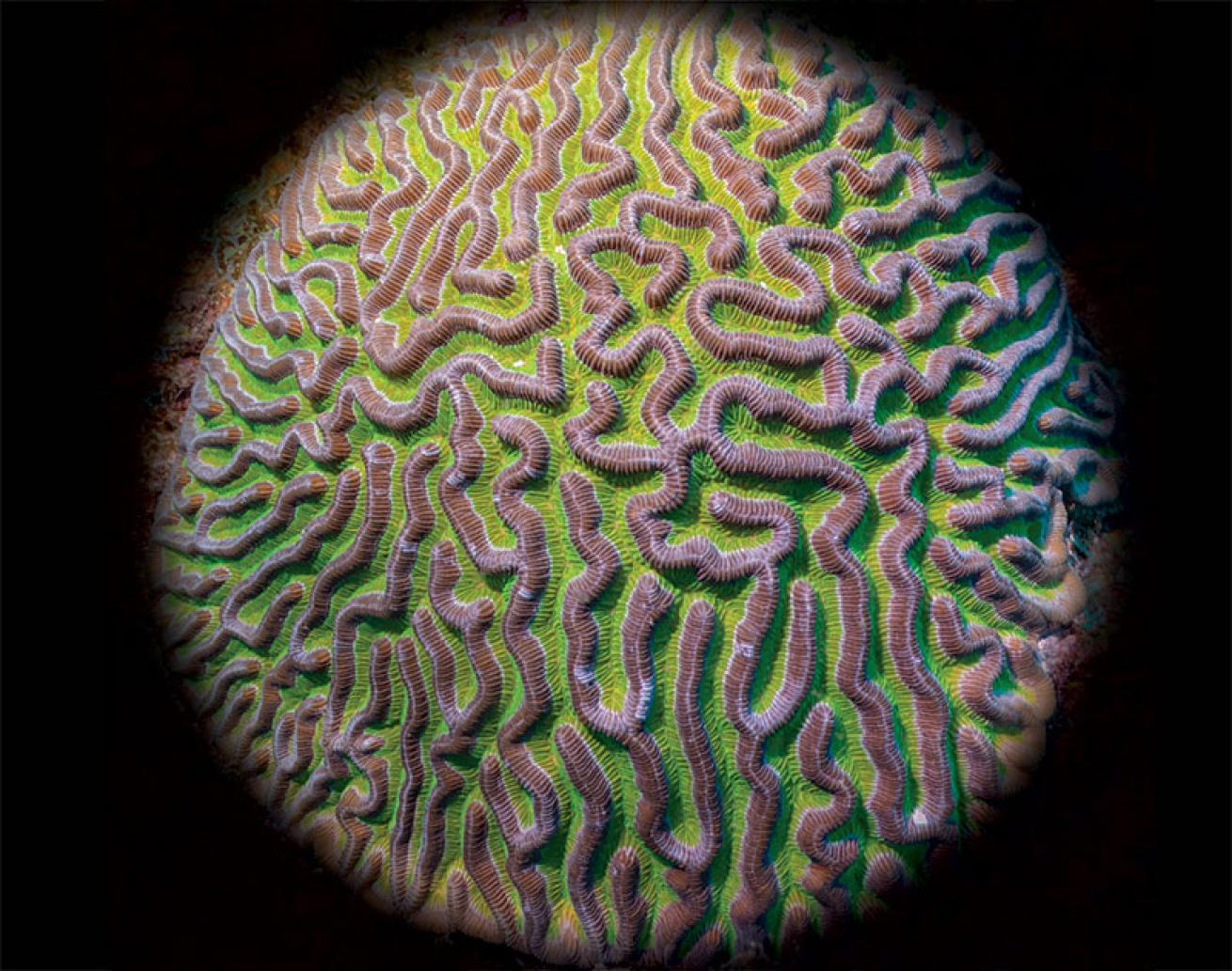 bolder brain coral