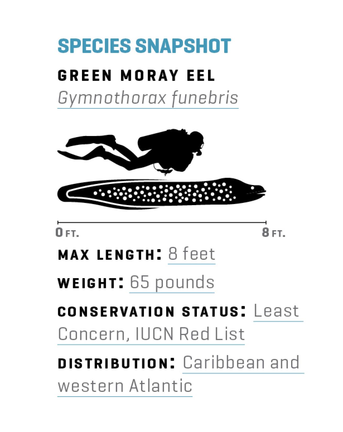 moray eel facts