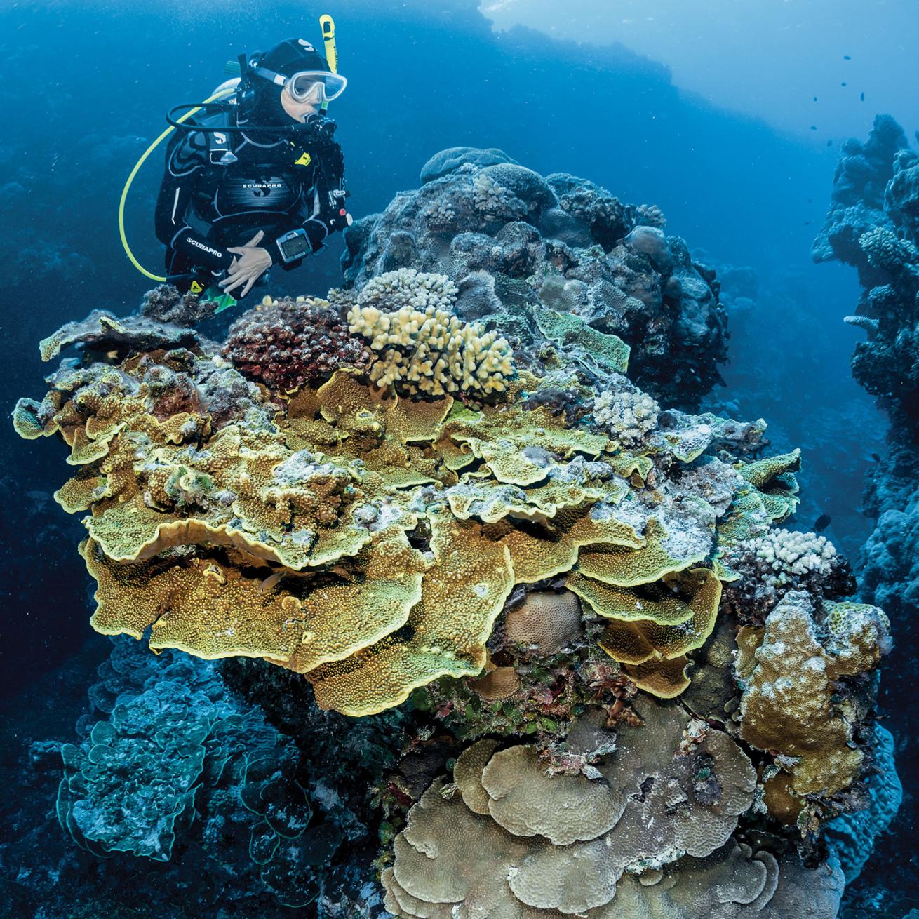 great barrier reef