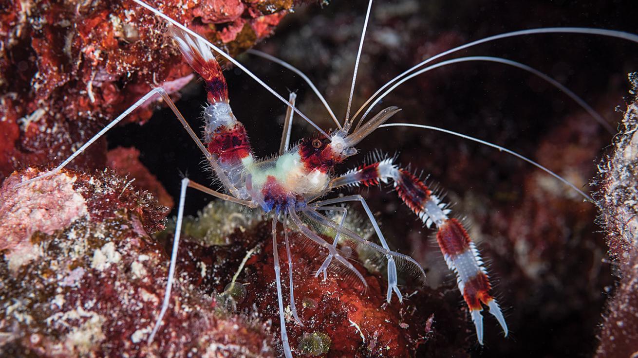 great barrier reef