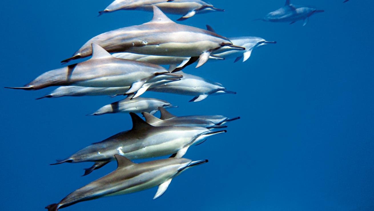 dolphins hawaii