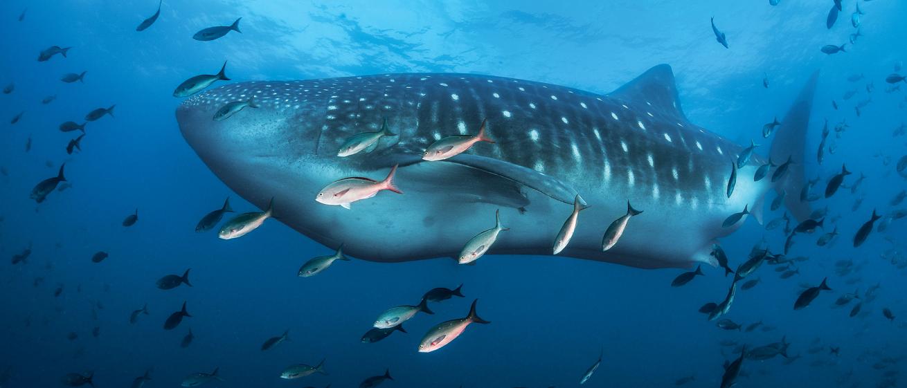 galapagos whale shark