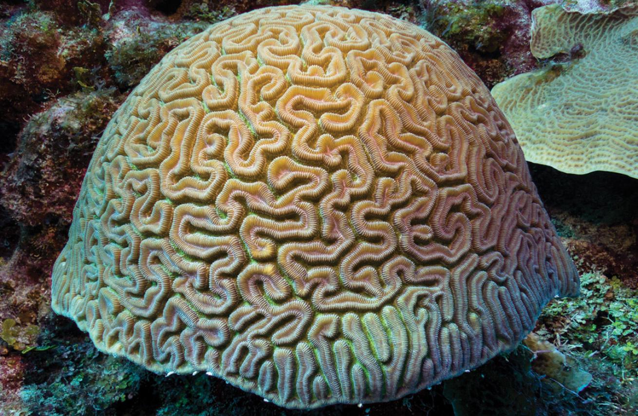 Grooved Brain Coral