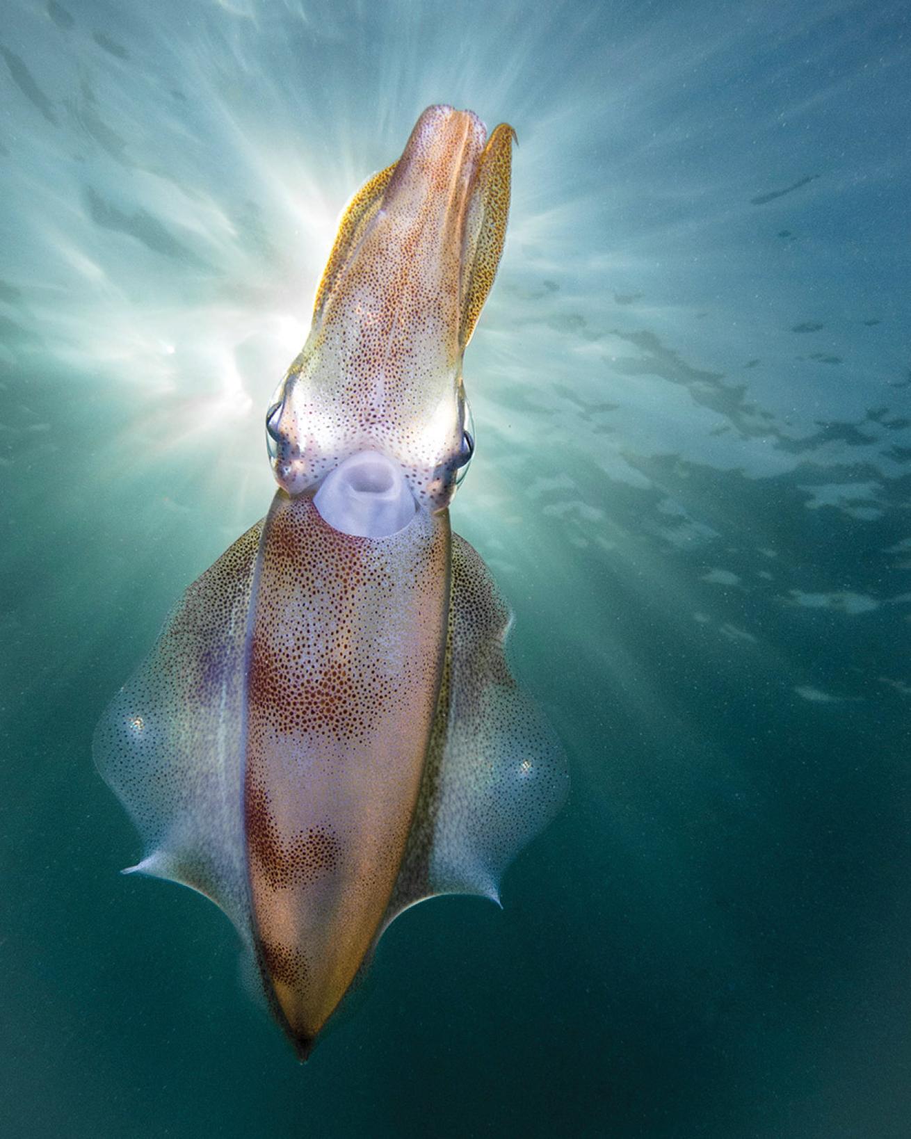 alien squid
