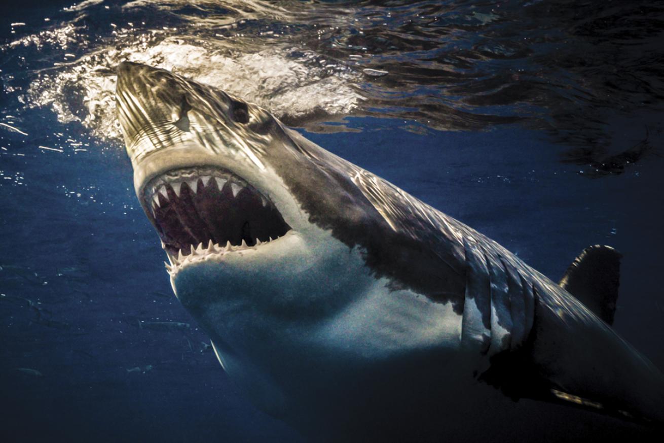 great white shark photo