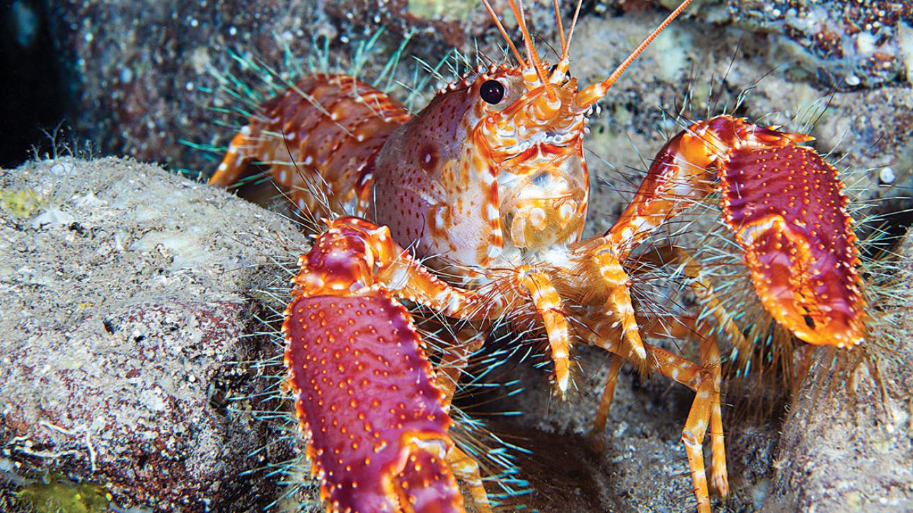 hawaiian reef lobster